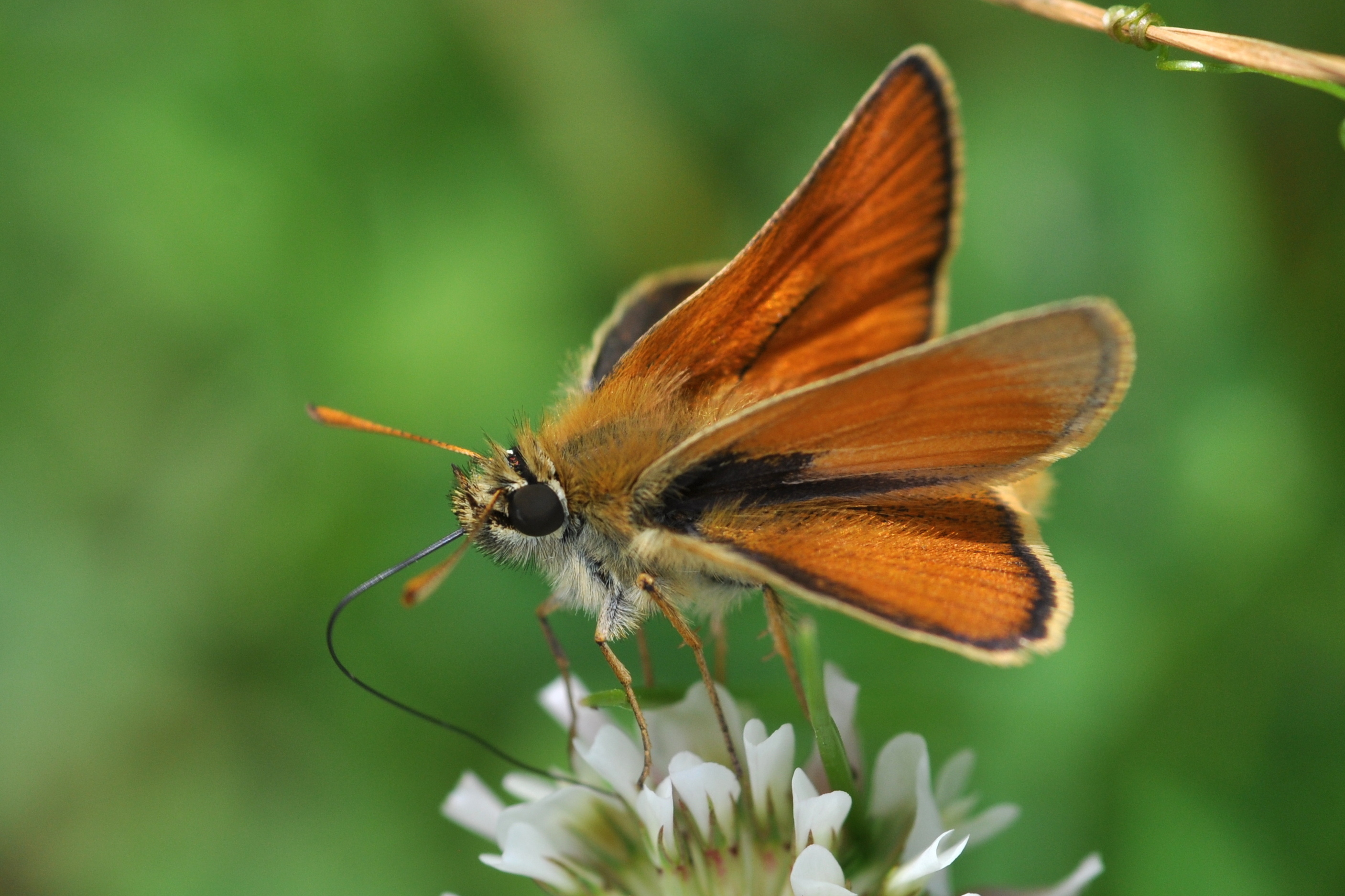 a butterfly on a flower